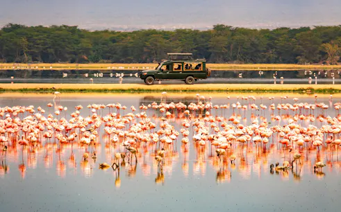 Lesser flamingos in water with safari vehicle in Amboseli National Park, Kenya.