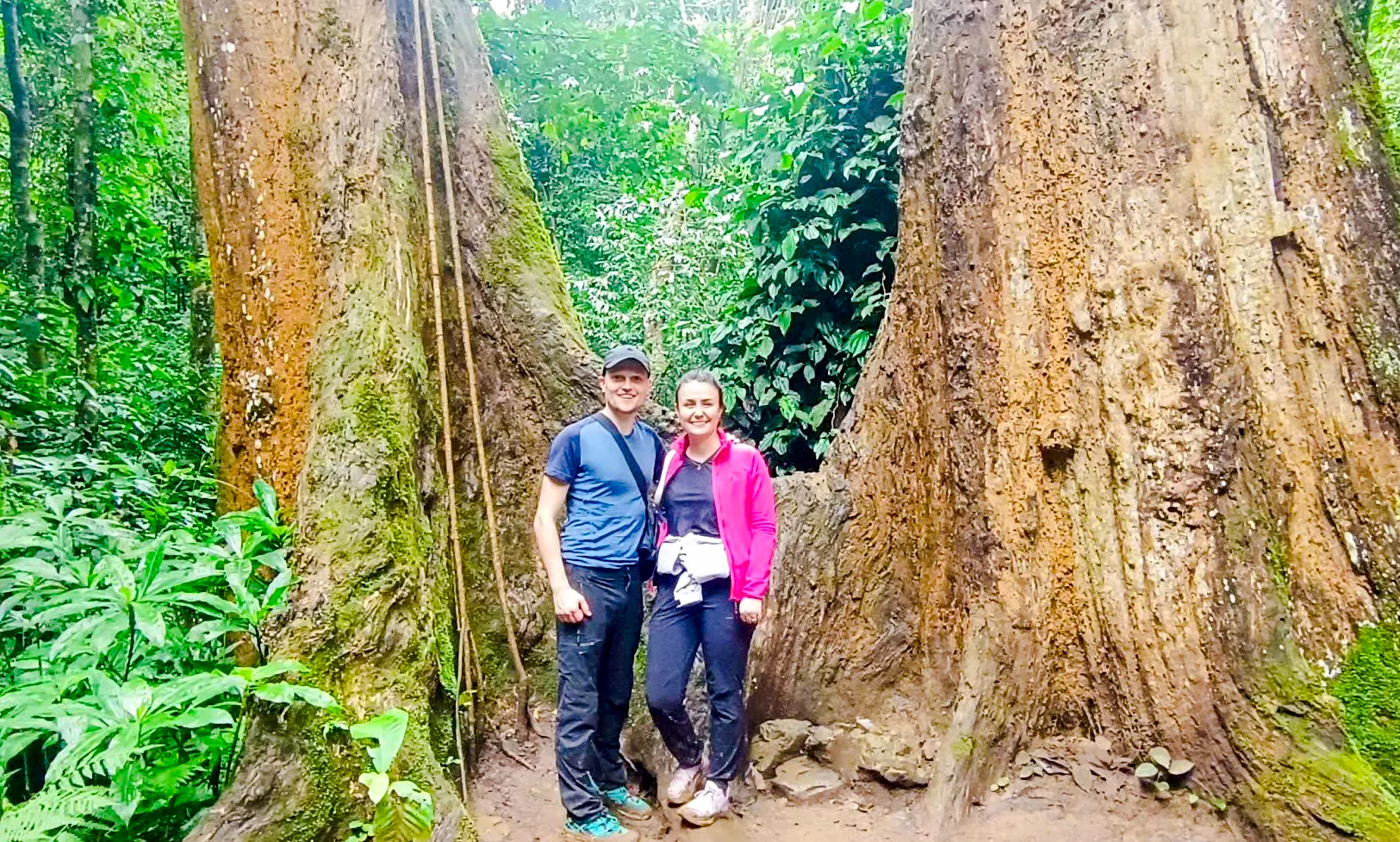 Visitors standing by ancient tree in Cuc Phuong National Park, Vietnam.