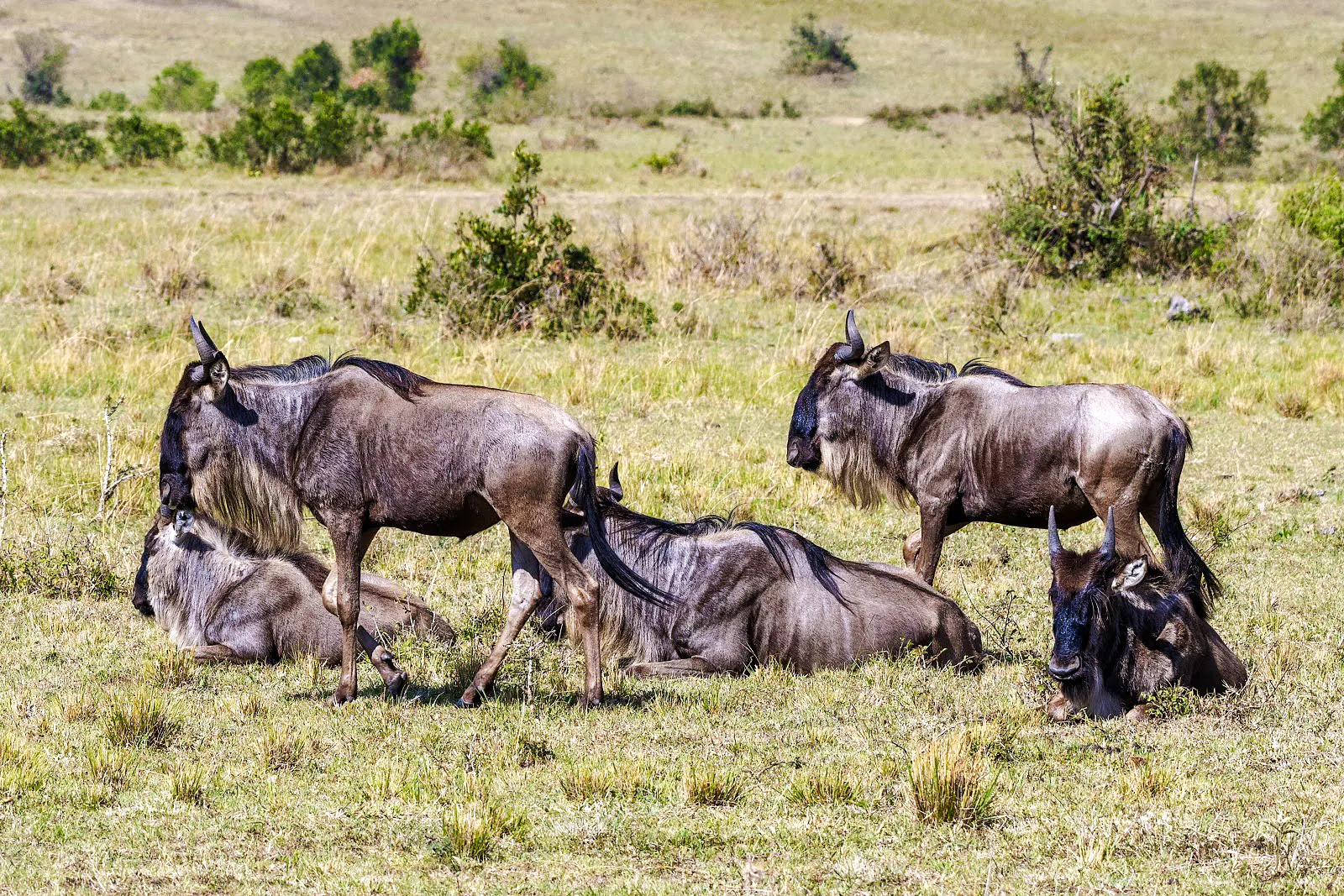 Wildebeest grazing in Masai Mara during a 4-day safari from Nairobi.