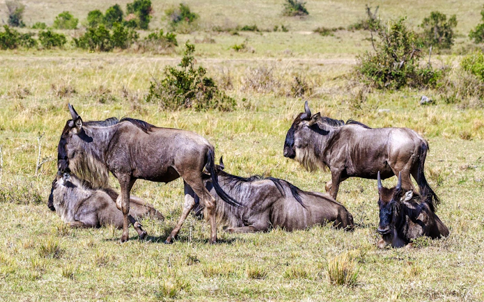 Wildebeest grazing in Masai Mara during a 4-day safari from Nairobi.