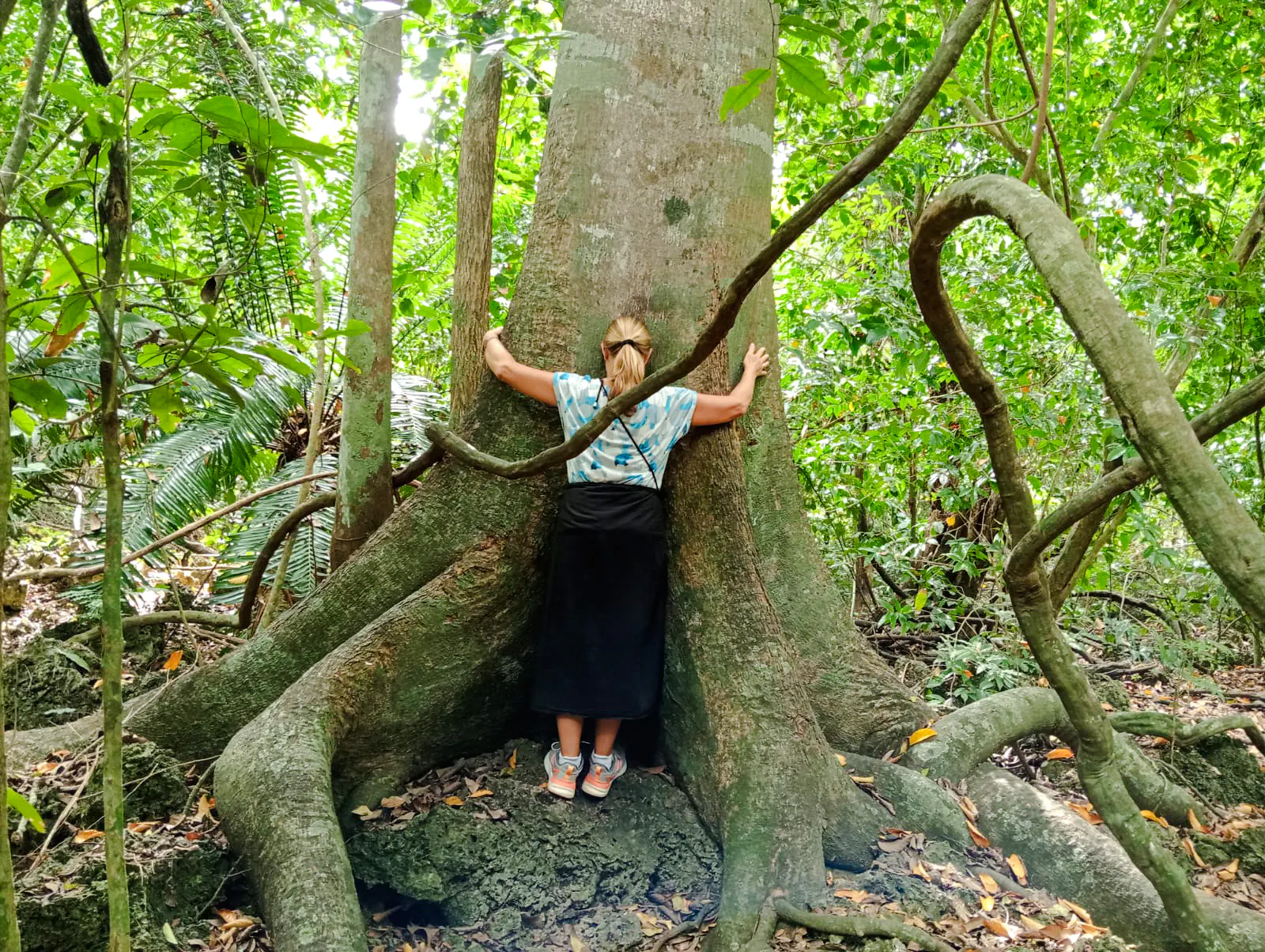 Person embracing large tree in Kaya Kinondo Forest, Diani Beach.