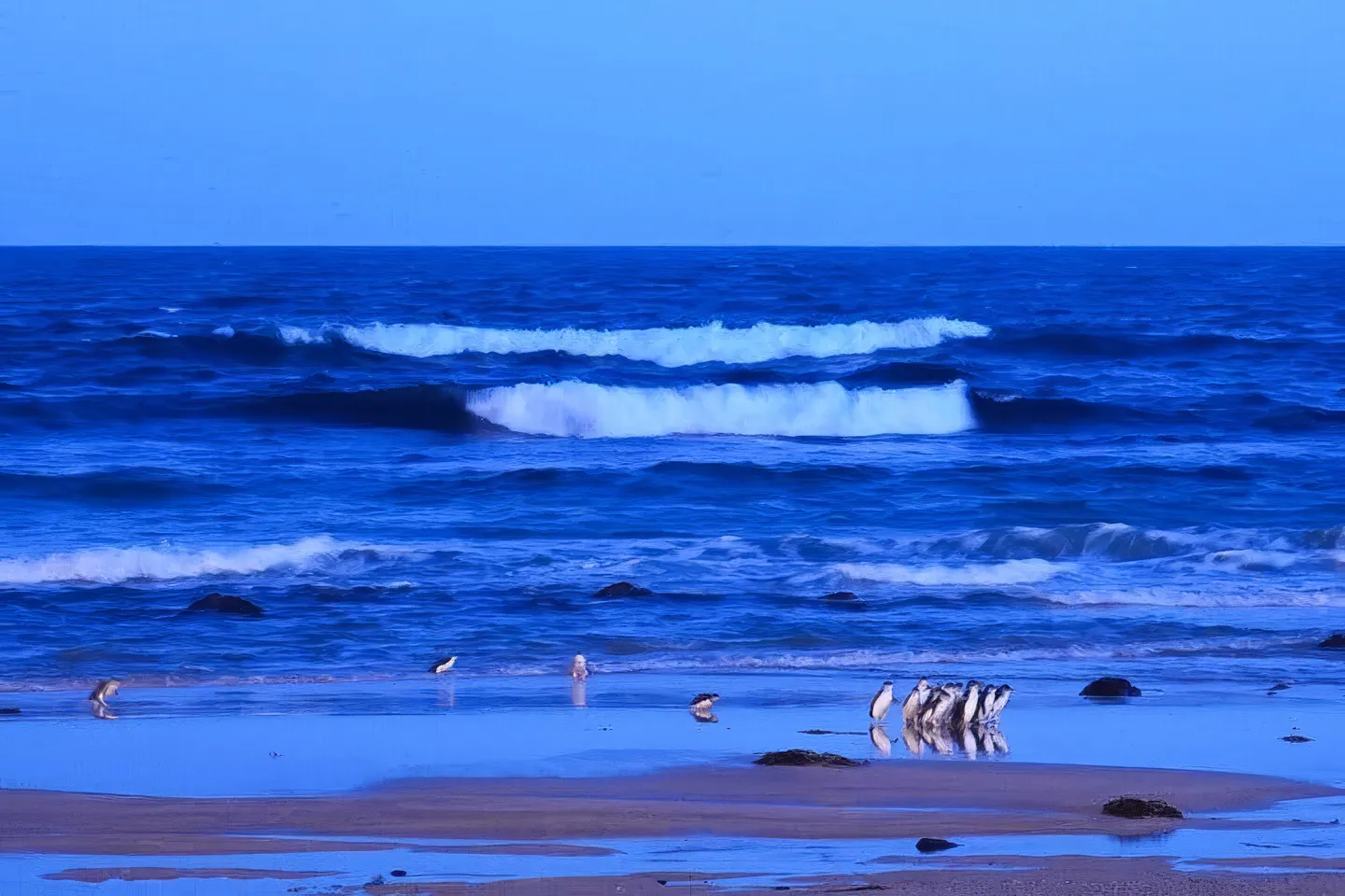 Penguins on the beach at Phillip Island Penguin Parade, Australia.
