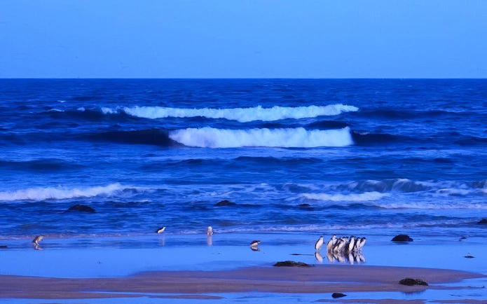 Penguins on the beach at Phillip Island Penguin Parade, Australia.