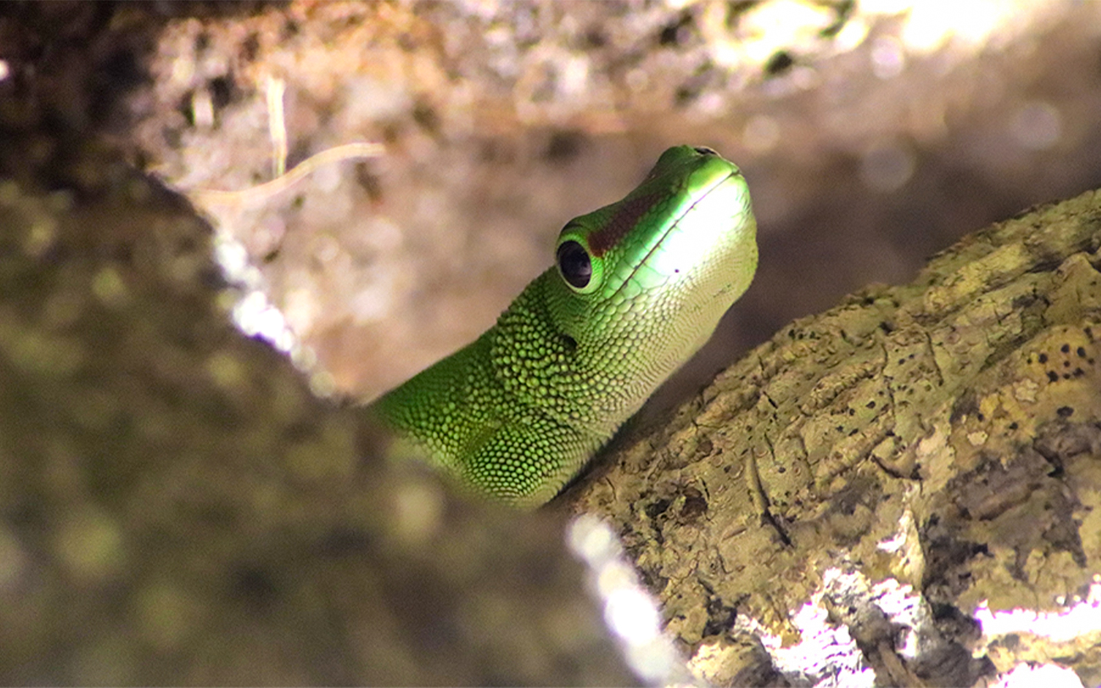 Gecko in sandy habitat at Sea Life Oberhausen.