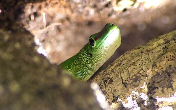 Gecko in sandy habitat at Sea Life Oberhausen.