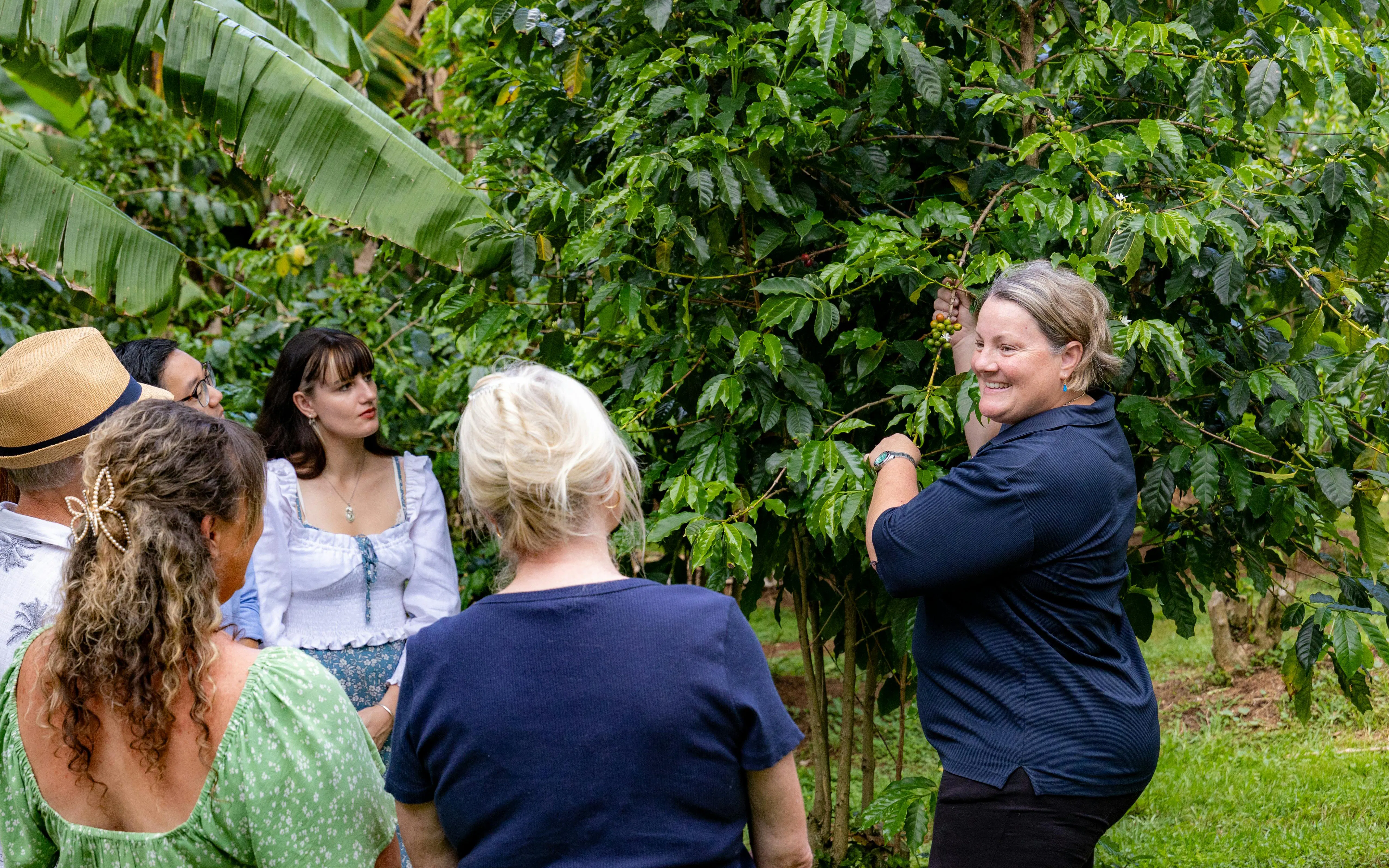 Tour group learning about coffee plants on Tamborine Mountain.