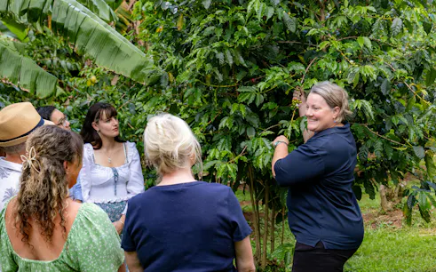 Tour group learning about coffee plants on Tamborine Mountain.