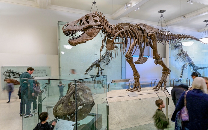 Visitors viewing dinosaur skeletons at the American Museum of Natural History on Combo Save 24% tour.