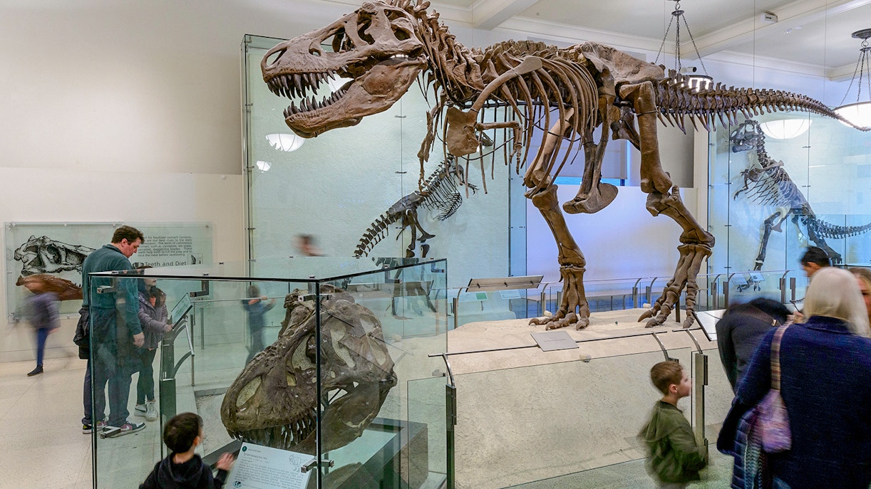 Visitors exploring exhibits at the American Museum of Natural History on Combo Save 24% tour.