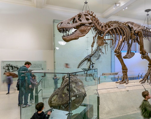 Visitors exploring exhibits at the American Museum of Natural History on Combo Save 24% tour.