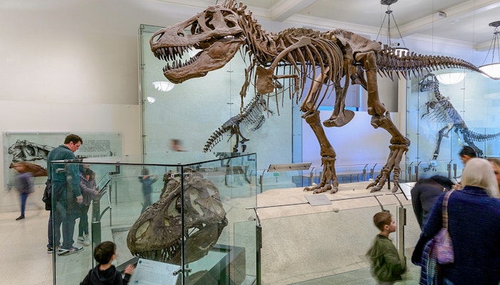 Visitors exploring exhibits at the American Museum of Natural History on Combo Save 24% tour.