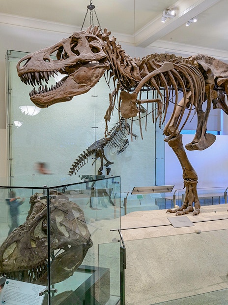 Visitors viewing dinosaur skeletons at the American Museum of Natural History on Combo Save 24% tour.