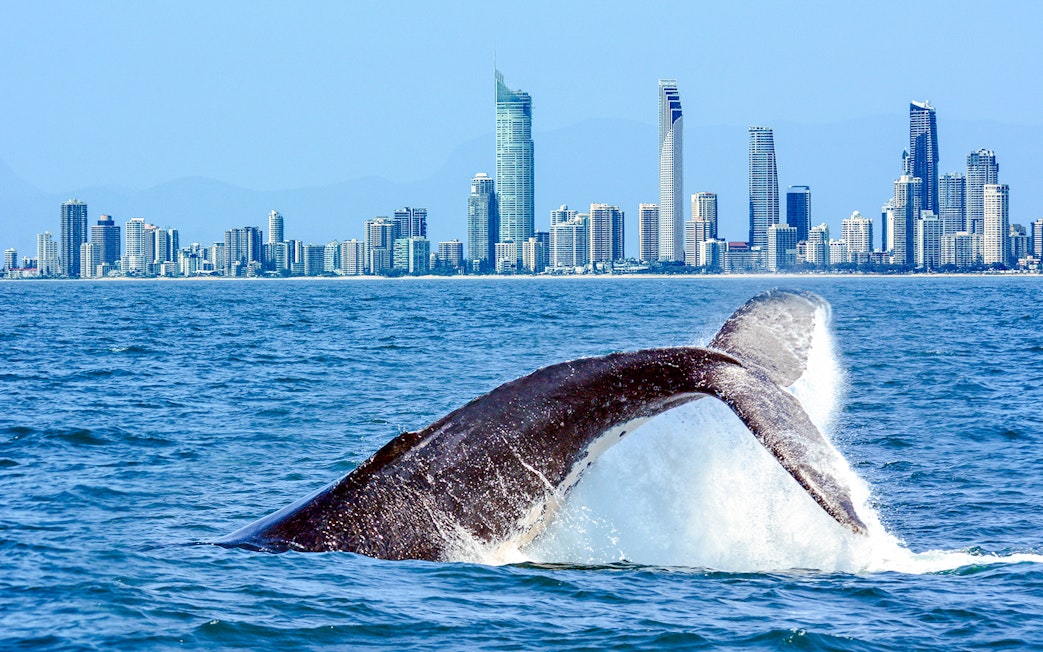 Whale breaching near Gold Coast skyline in Australia.