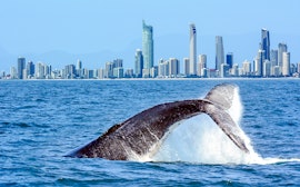 Seabird and Coastal View Safari