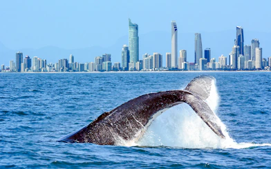 Whale breaching near Gold Coast skyline in Australia.
