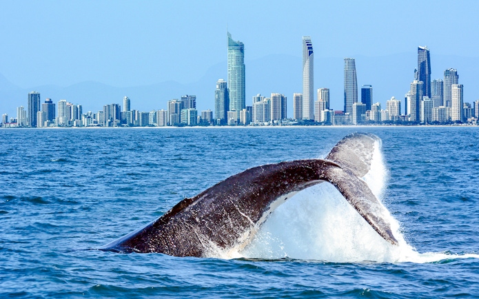 Whale breaching near Gold Coast skyline in Australia.