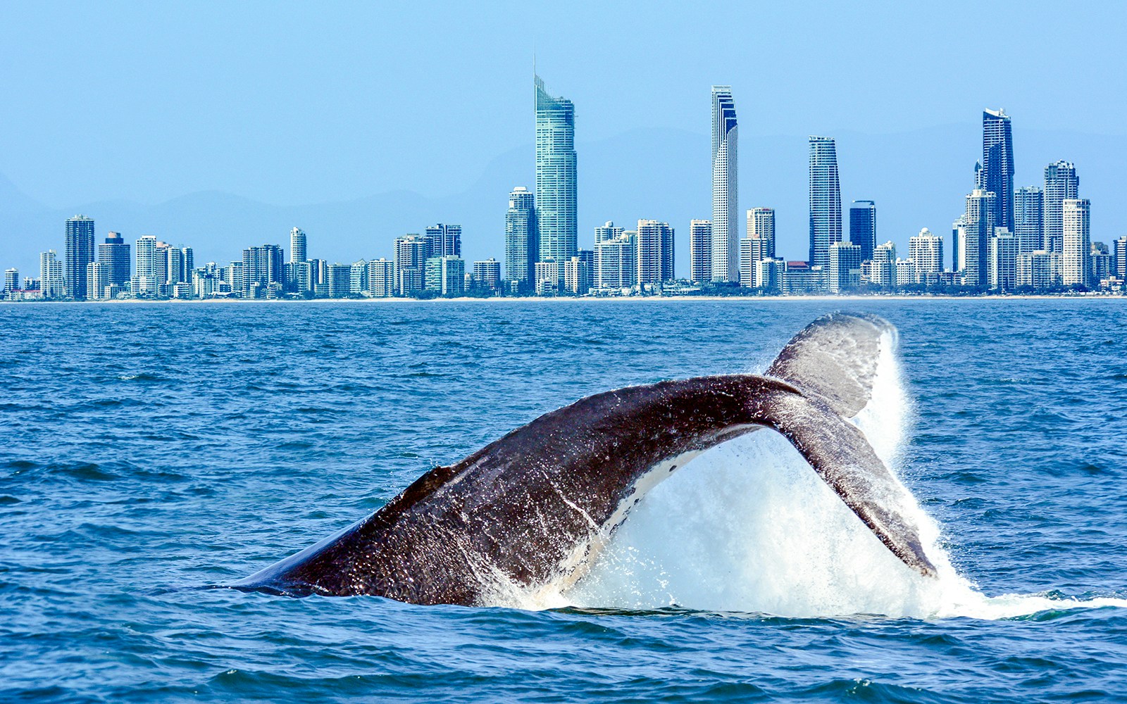 Whale breaching near Gold Coast skyline in Australia.