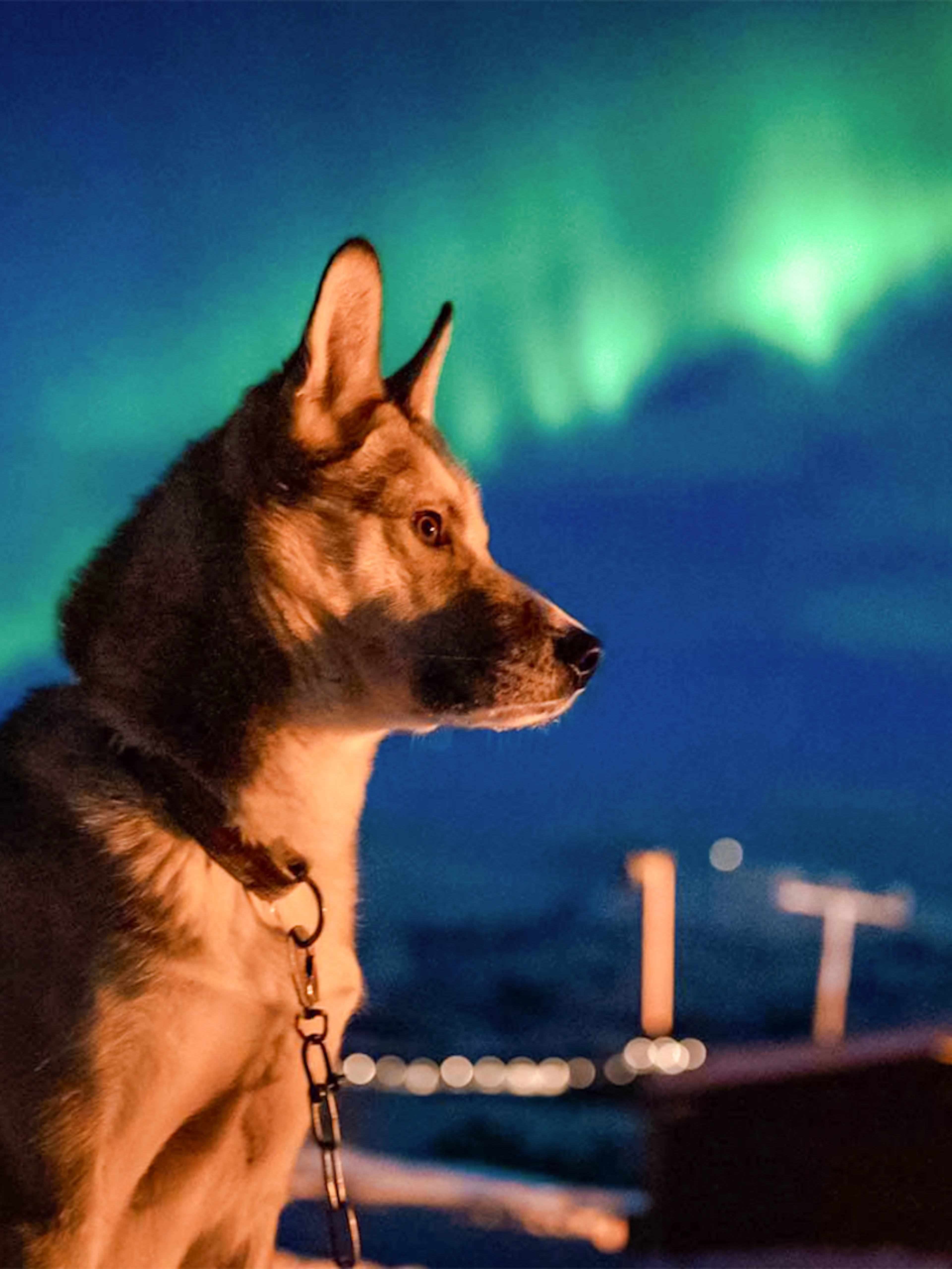 Alaskan Husky under Northern Lights in snowy landscape.