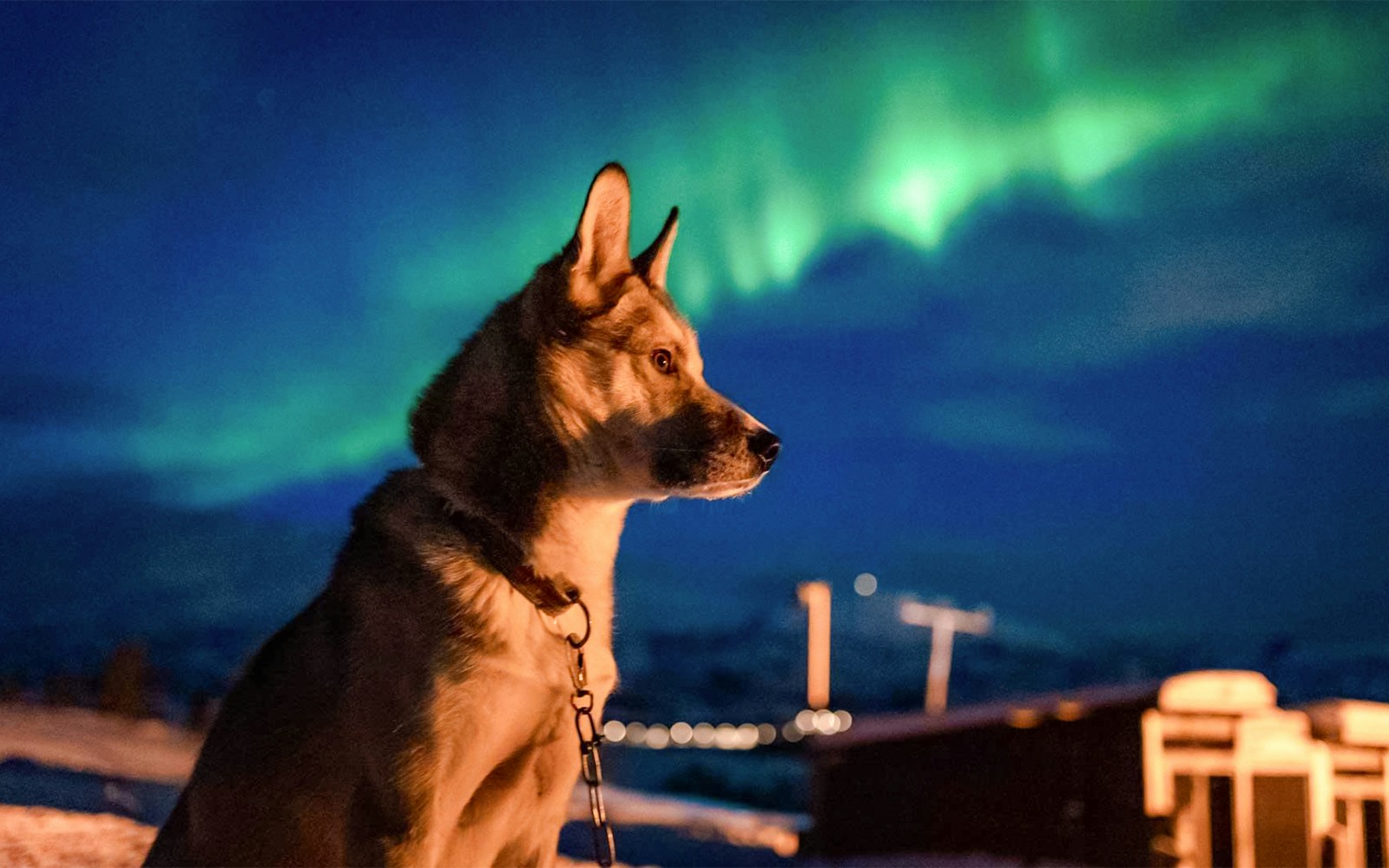 Alaskan Husky under Northern Lights in snowy landscape.