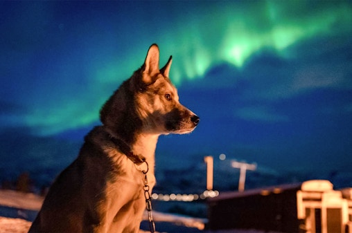 Tromso: Northern Lights & Husky Visit with Traditional Dinner