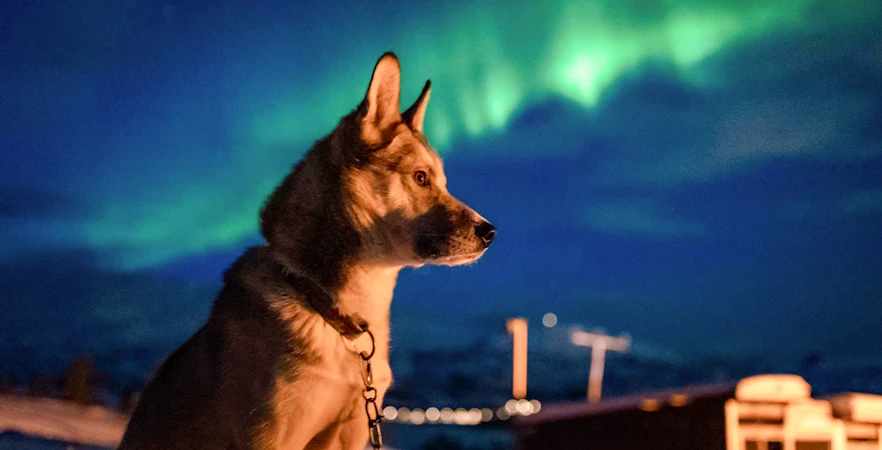 Husky under Northern Lights in snowy landscape.