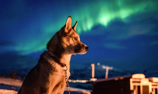Alaskan Husky under Northern Lights in snowy landscape.