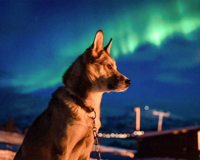Tromso: Northern Lights & Husky Visit with Traditional Dinner