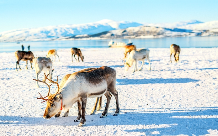 Reindeer grazing on snowy landscape with mountains in the background, highlighting Sami culture.