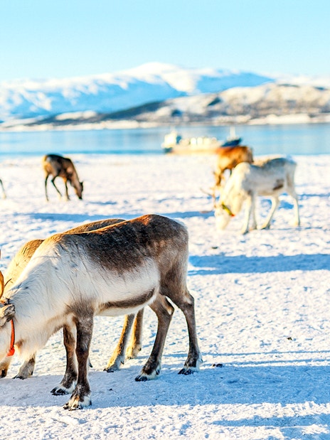 Reindeer grazing on snowy landscape with mountains in the background, highlighting Sami culture.