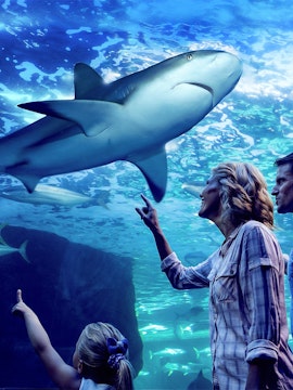Family observing sharks during Night at the Aquarium tour, Cairns Aquarium.