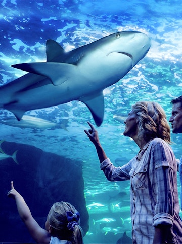 Family observing sharks during Night at the Aquarium tour, Cairns Aquarium.