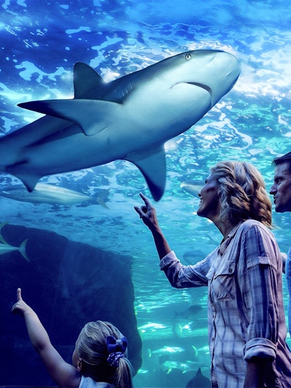 Family observing sharks during Night at the Aquarium tour, Cairns Aquarium.