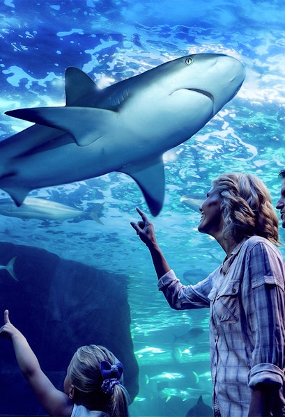 Family observing sharks during Night at the Aquarium tour, Cairns Aquarium.