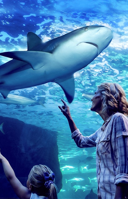Family observing sharks during Night at the Aquarium tour, Cairns Aquarium.