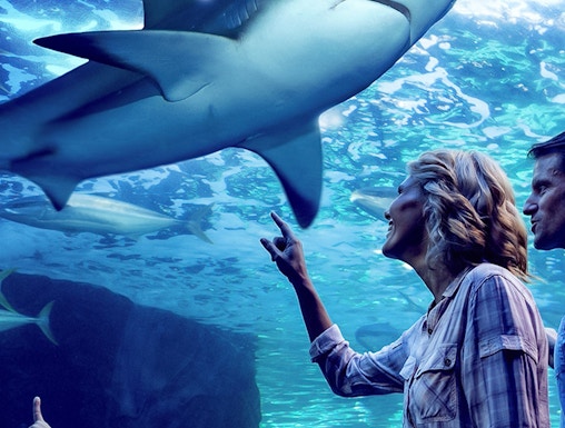 Family observing sharks during Night at the Aquarium tour, Cairns Aquarium.