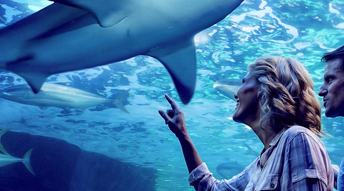 Family observing sharks during Night at the Aquarium tour, Cairns Aquarium.