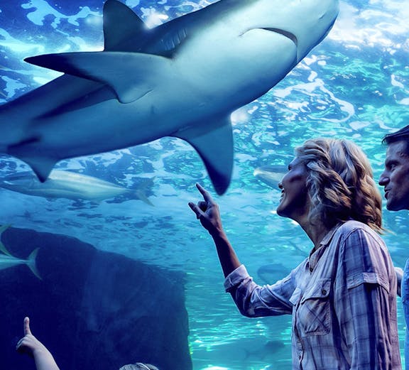 Family observing sharks during Night at the Aquarium tour, Cairns Aquarium.