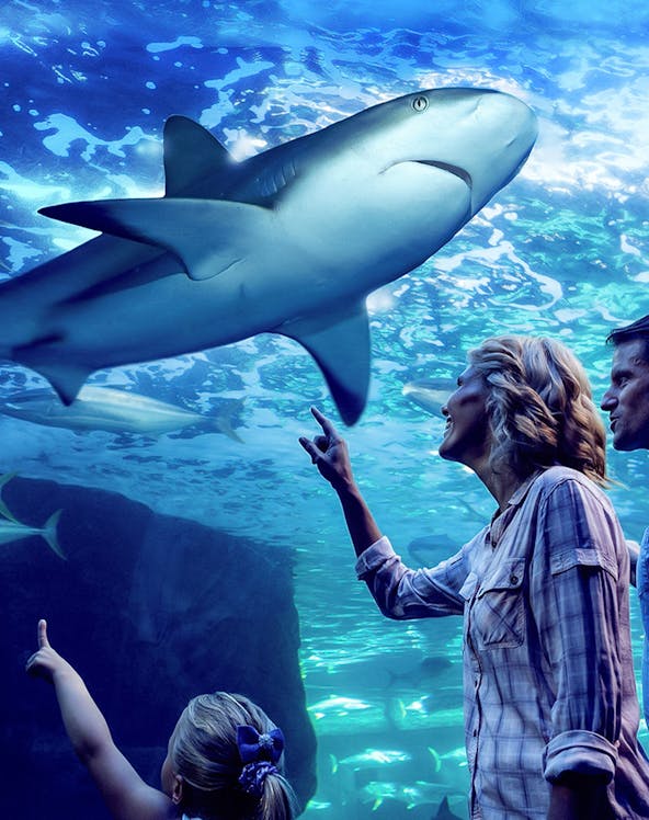 Family observing sharks during Night at the Aquarium tour, Cairns Aquarium.
