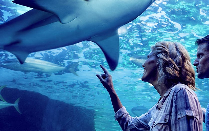 Family observing sharks during Night at the Aquarium tour, Cairns Aquarium.