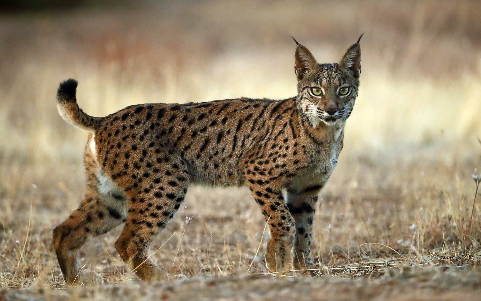 Iberian Lynx Grove at Lisbon Zoo