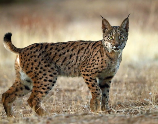 Iberian Lynx Grove at Lisbon Zoo
