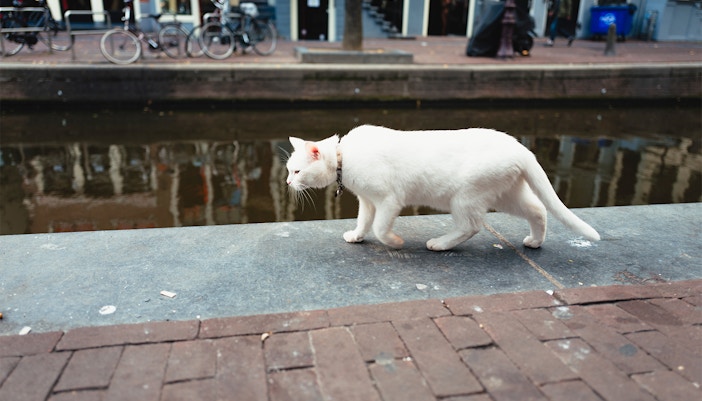 Poezenboot cat sanctuary houseboat on Amsterdam canal.
