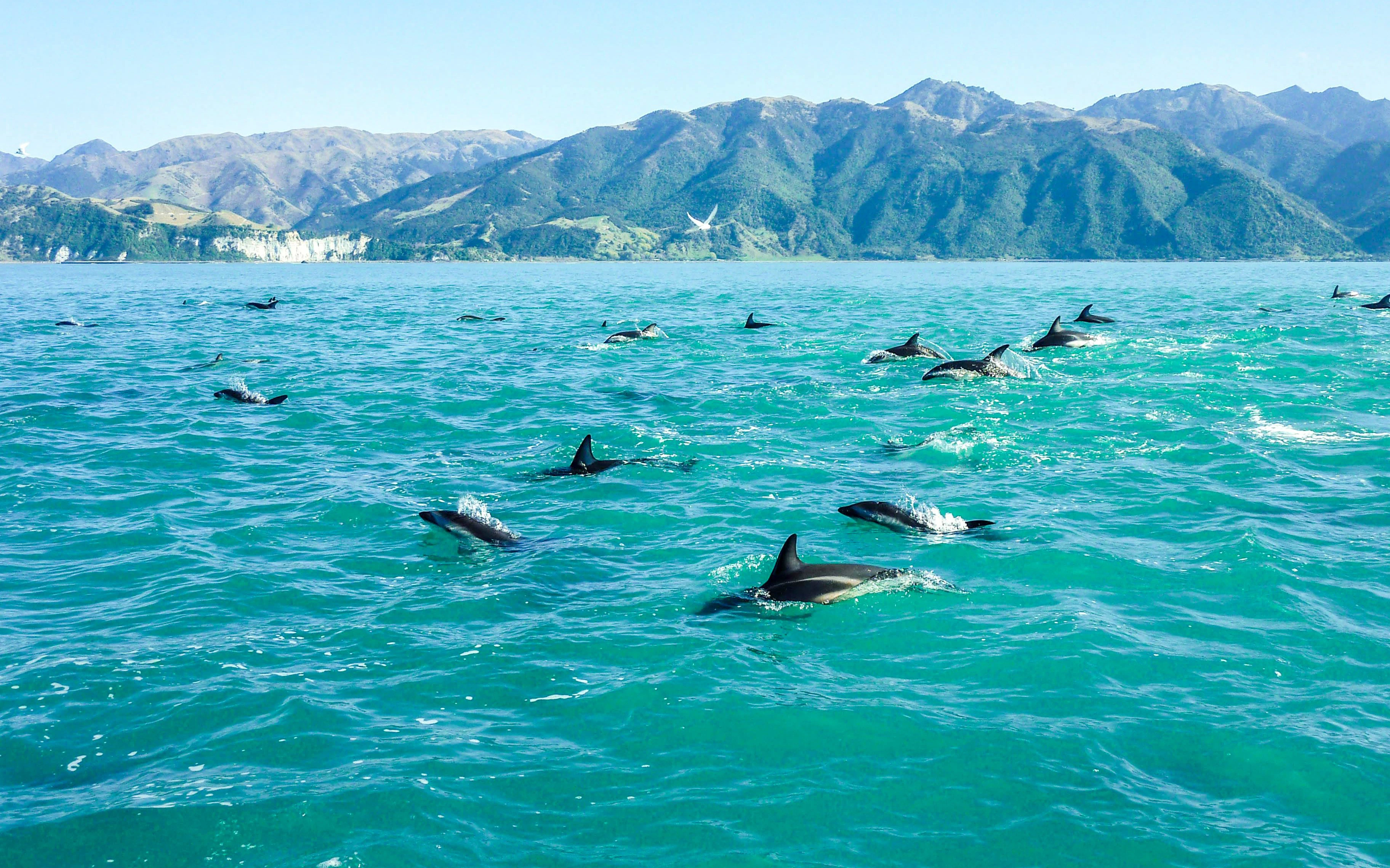 Dolphins swimming in clear waters near South Island, New Zealand, with mountains in the background.