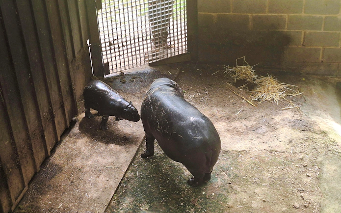 Two pygmy hippos in an enclosure at Cabárceno Nature Park.