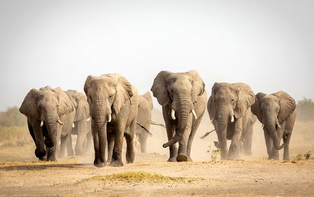 Elephants walking in Sharjah Desert Park, showcasing wildlife experience.