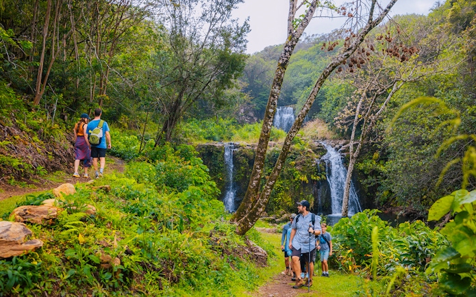 Guests hiking near Kohala Waterfalls in lush forest, Hawaii.