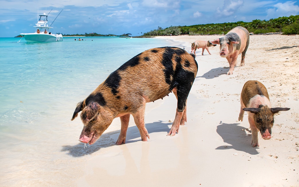 Pigs walking along the beach on Rose Island, Nassau, Bahamas with a boat in the background.