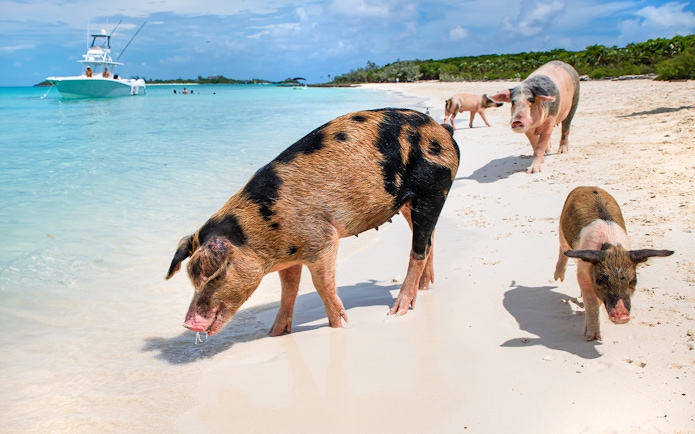 Pigs walking along the beach on Rose Island, Nassau, Bahamas with a boat in the background.