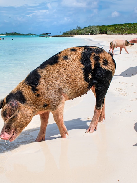 Pigs walking along the beach on Rose Island, Nassau, Bahamas with a boat in the background.