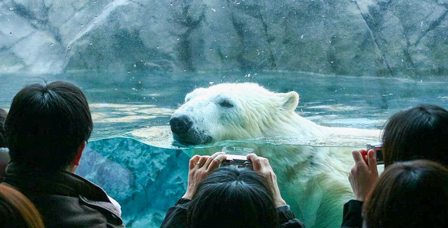 Zoológico de Asahiyama